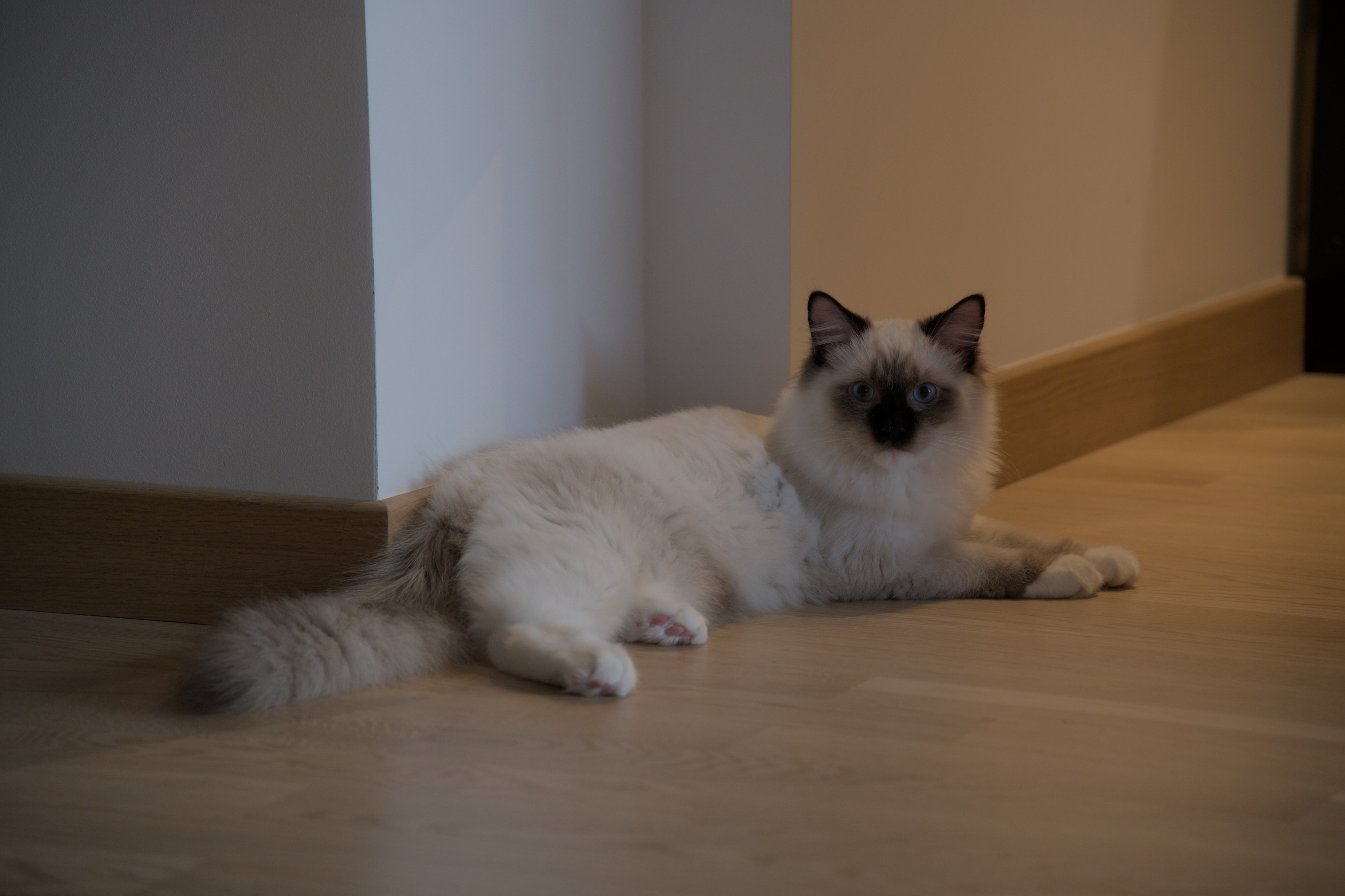 2025/10/12 - cats/DSC_0010.jpg